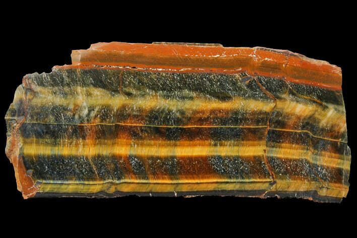 Polished Tiger's Eye Section - South Africa #128451